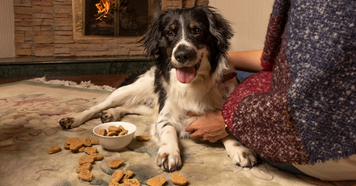 Estrés navideño en mascotas y prevención