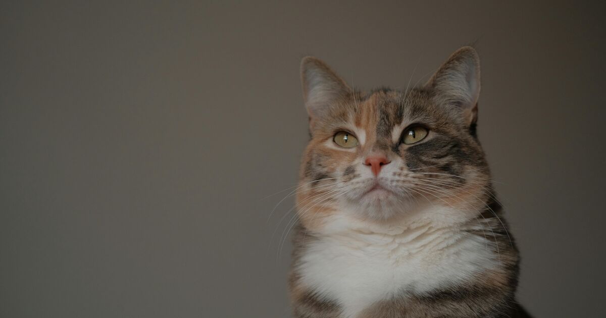 20 de febrero Día Internacional del Gato: ¿Ariscos o incomprendidos? mitos comunes sobre los gatos