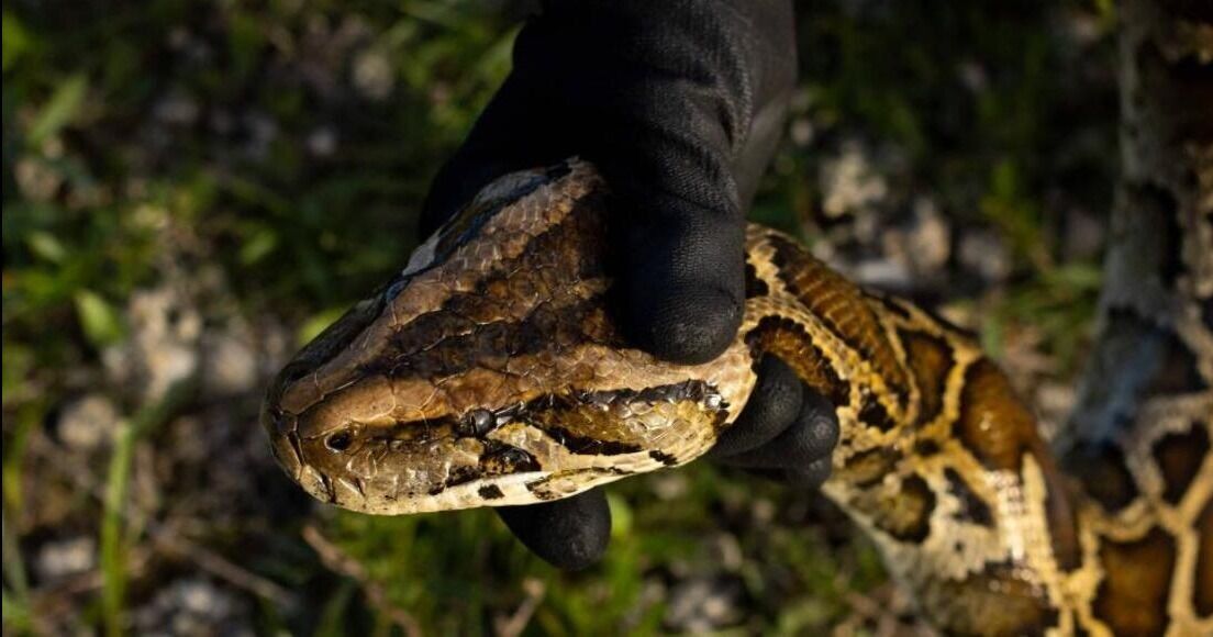 Protegiendo el ecosistema, Florida utiliza ADN para combatir serpientes invasoras