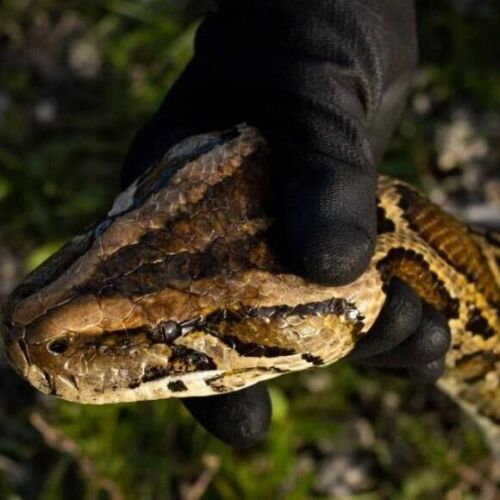 Protegiendo el ecosistema, Florida utiliza ADN para combatir serpientes invasoras