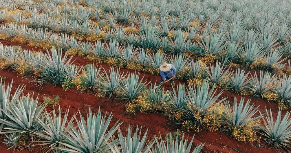 Diageo México es reconocida en el ranking Merco ESG 2026 y se coloca en la posición número 54