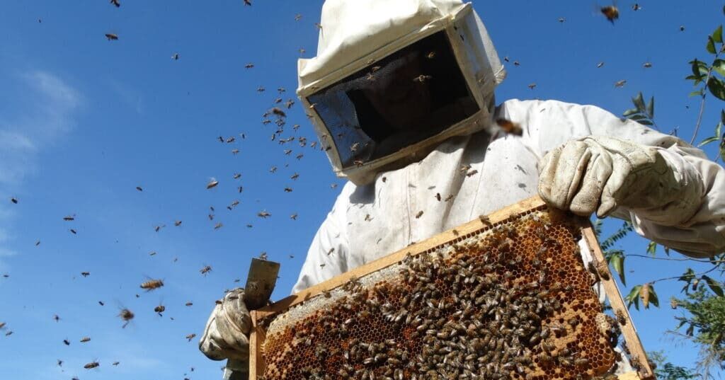 ApiMangle conecta abejas, manglares y desarrollo sostenible