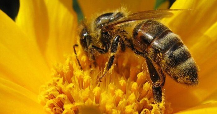 La Reserva Conchal de Costa Rica lanza un programa piloto de genética de abejas para proteger a los polinizadores