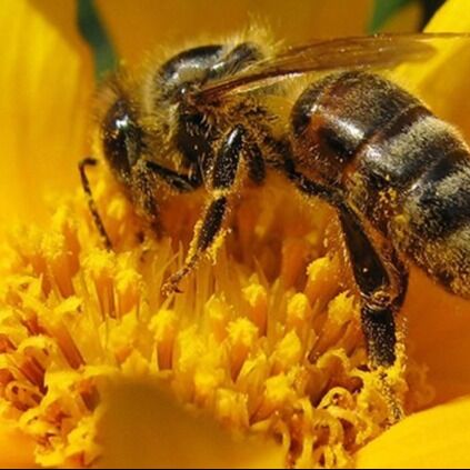 La Reserva Conchal de Costa Rica lanza un programa piloto de genética de abejas para proteger a los polinizadores