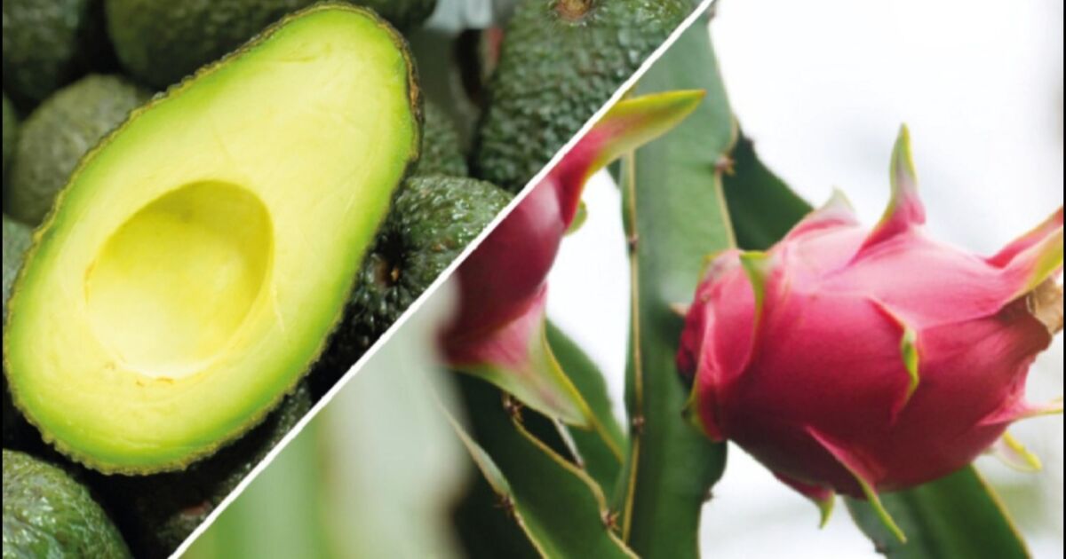 Ecuador exporta por primera vez aguacate y pitahaya a Argentina