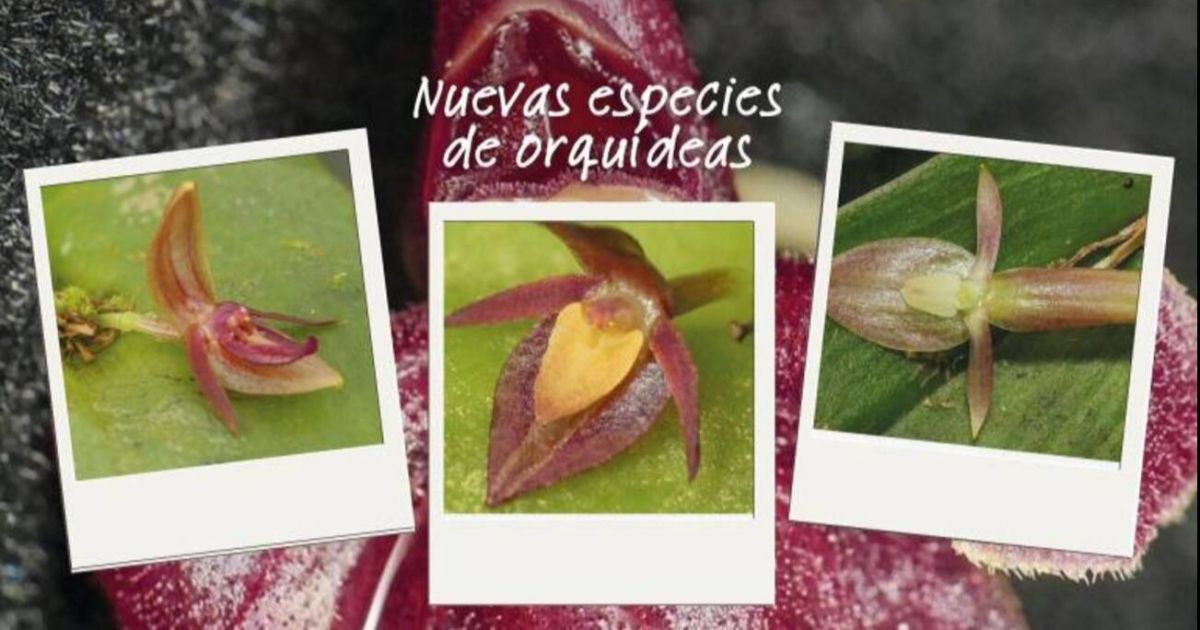 Familia de las flores ecuatorianas incrementa nuevas especies de orquídeas