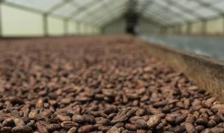 Sector cacao dominicano golpeado por la sequía y el COVID-19