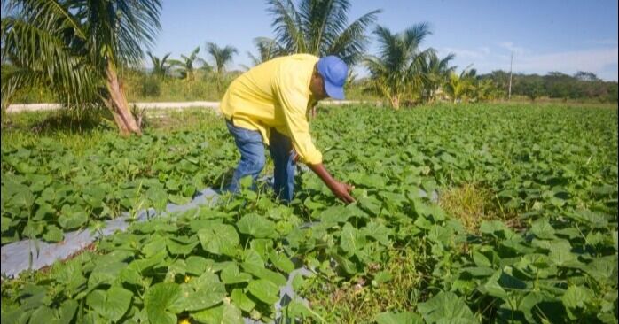 Agricultores jamaicanos recibirán 20 millones de dólares en seguros tras el huracán Melissa