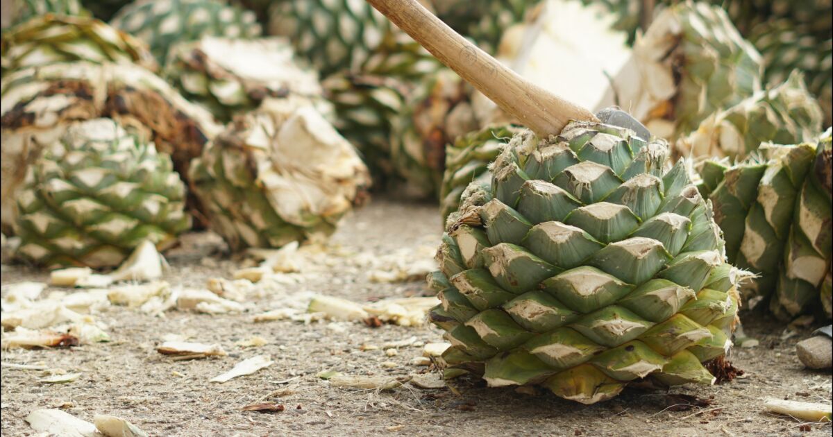 Mezcales Casa Armando: tradición que se cultiva con responsabilidad ambiental