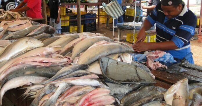 Impulsarán presencia de productos pesqueros venezolanos en mercado internacional
