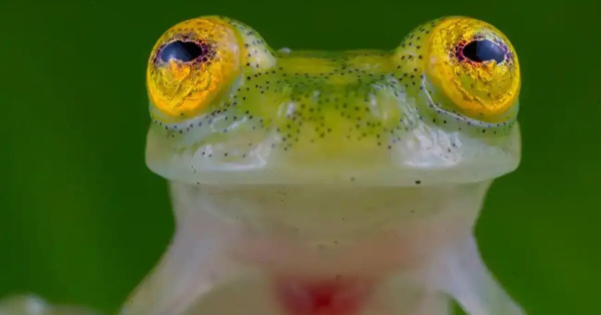 Mashpi Lodge: El Proyecto de Conservación Destacado por National Geographic