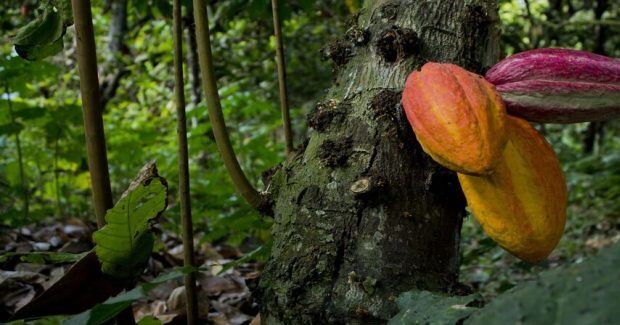 Gremialistas presentan «Plan de Cacao 2026 -2030»