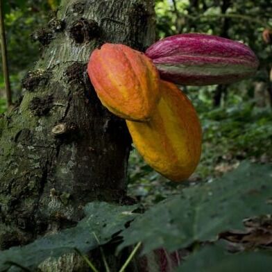 Gremialistas presentan «Plan de Cacao 2026 -2030»