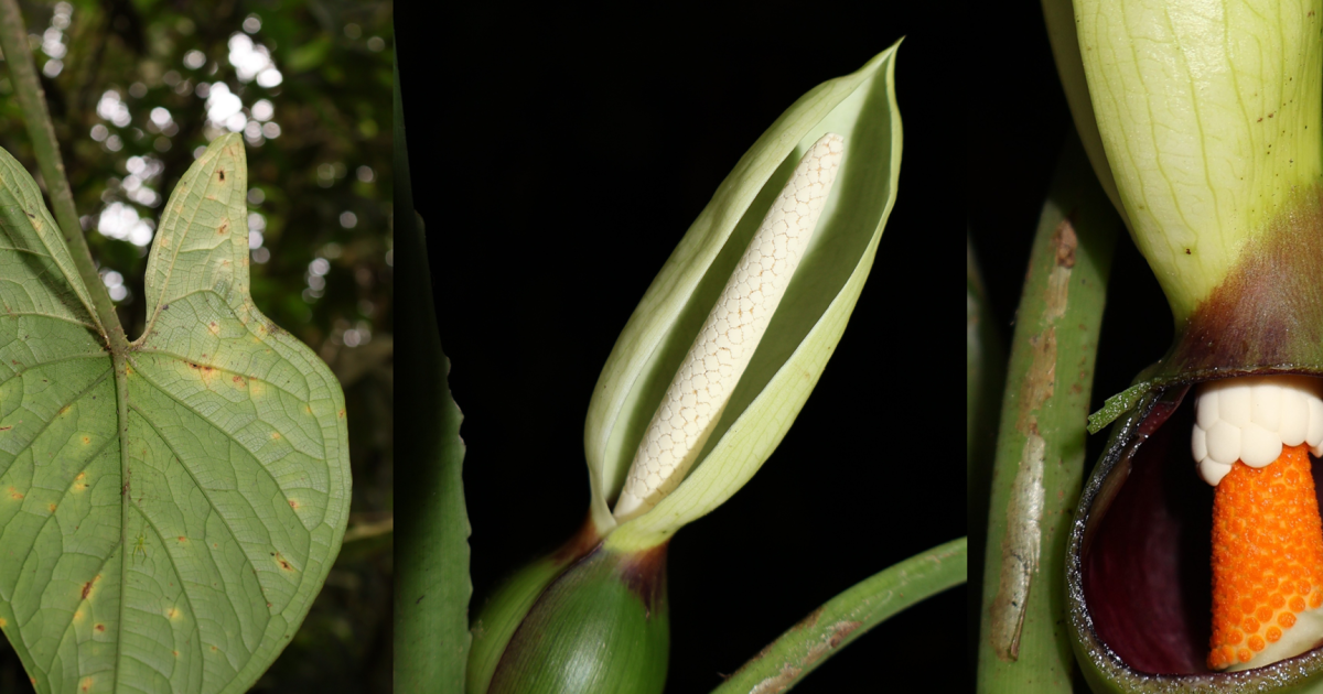 Una nueva especie de planta descubierta en los bosques de Mashpi