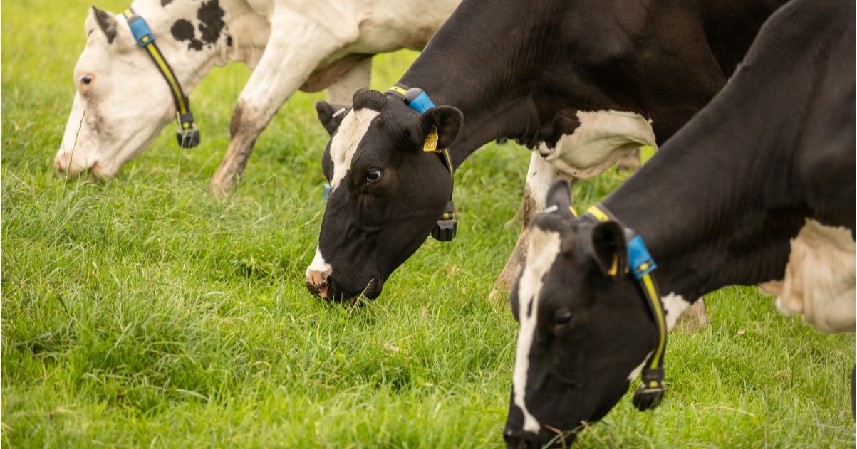 Aplicación permitirá a ganaderos tener control de la salud de sus animales en tiempo real