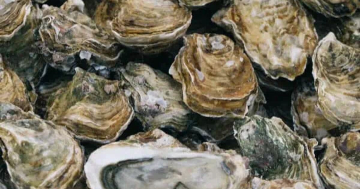 La industria ostrícola de Apalachicola reabrirá el 1 de enero de 2026, tras la aprobación de la FWC