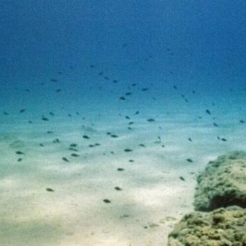 Revelan los secretos del carbono acumulados en los océanos