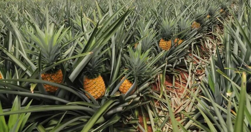 Panamá alcanza incremento histórico en la producción nacional