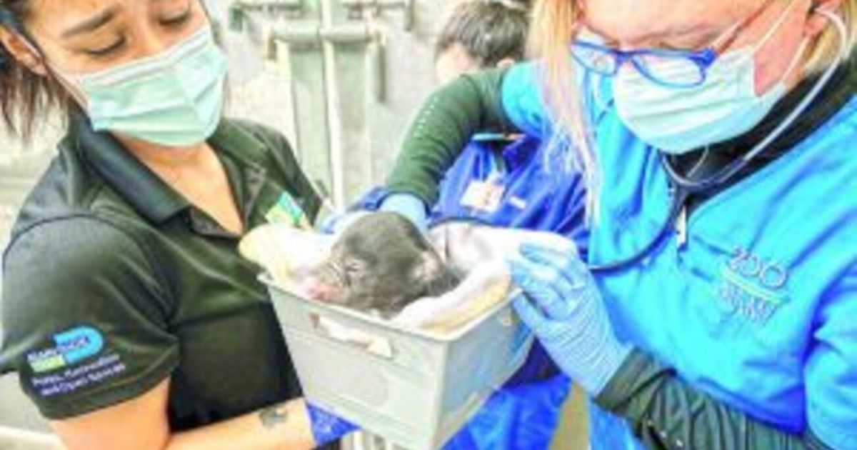 Zoológico de Miami anuncia nacimiento de 2 osos perezosos