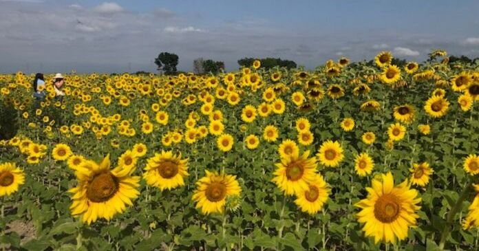 Los girasoles de Portuguesa se han convertido en un nuevo atractivo turístico para la región