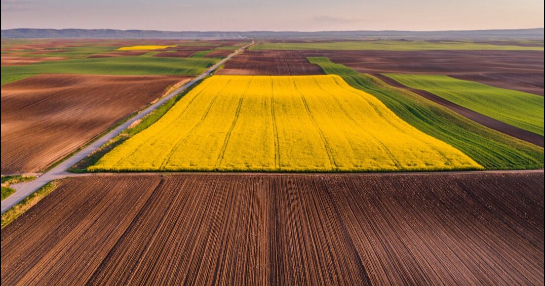 El restablecimiento del comercio entre Canadá y China señala nuevas oportunidades para las exportaciones canadienses de semillas y canola