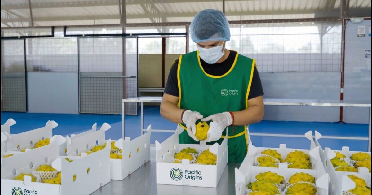 Exportación de frutas exóticas gana espacio y fortalece al agro ecuatoriano