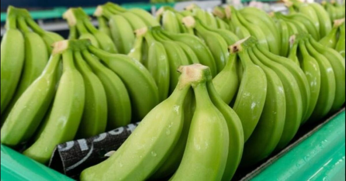 Banano del Ecuador busca nuevos mercados