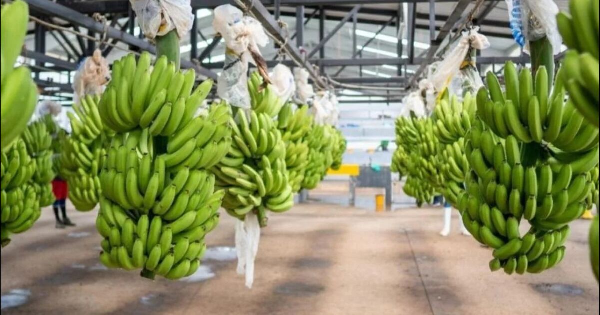 Exportación de banano ecuatoriano inicia 2026 con un crecimiento del 9,66%