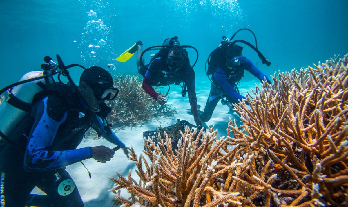 Coral restore DR: La restauración de corales en marcha