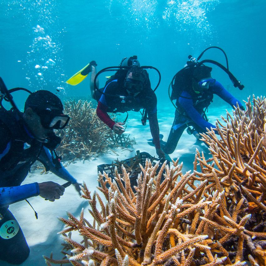 Coral restore DR: La restauración de corales en marcha