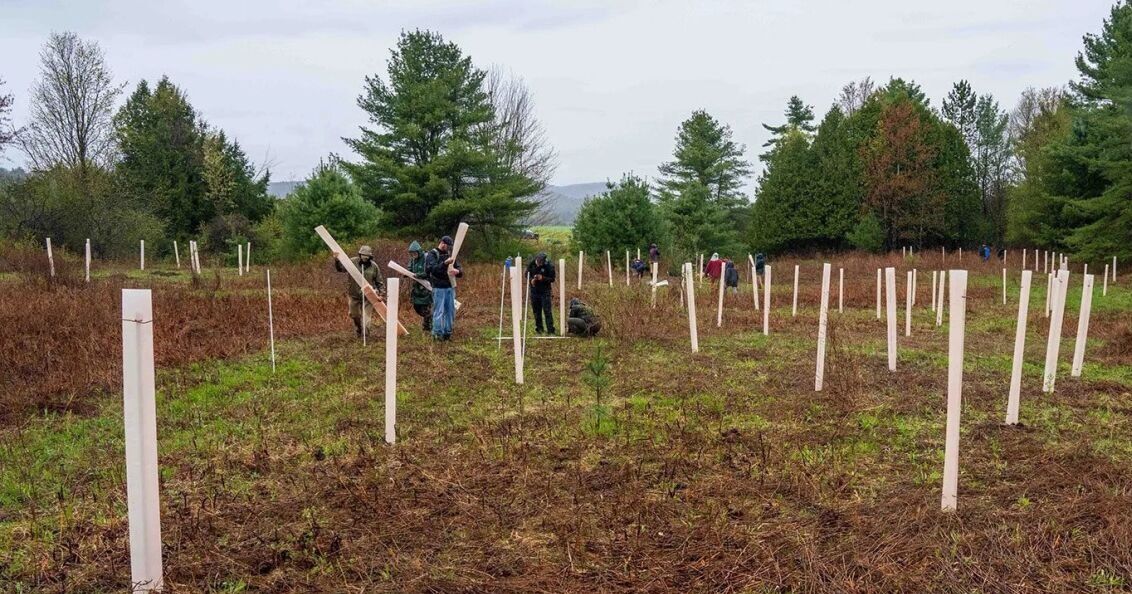 Bosques para el futuro