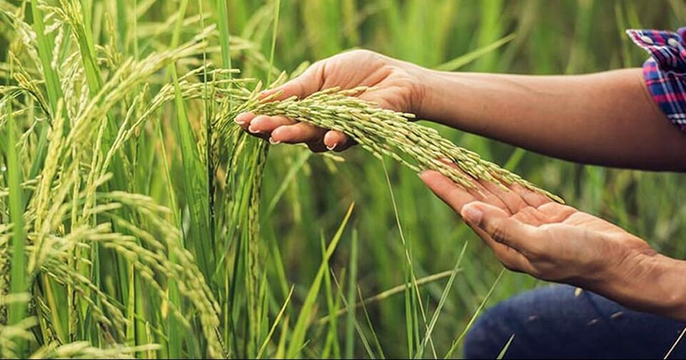 Sector agrícola requiere 1.500 millones de dólares anuales en financiación
