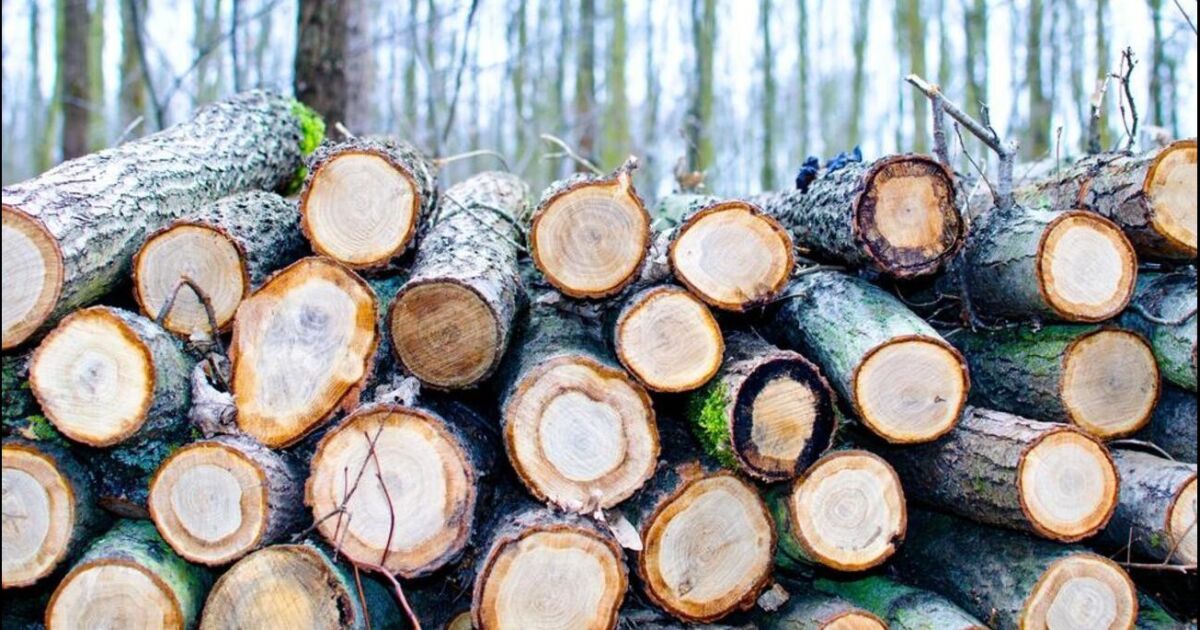 La industria maderera de Georgia podría recibir importantes exenciones fiscales