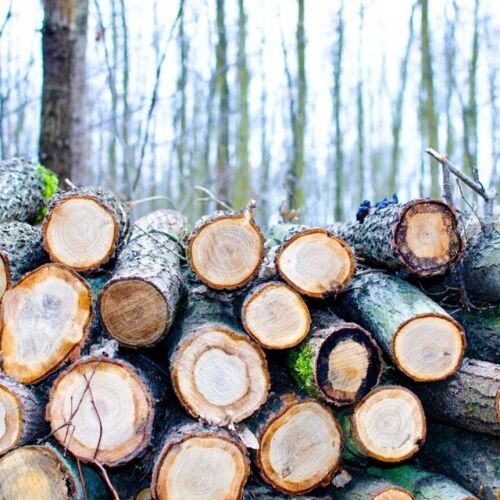 La industria maderera de Georgia podría recibir importantes exenciones fiscales
