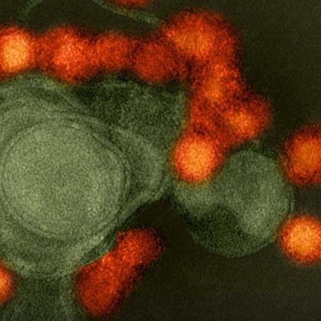 Hacia la vacuna para el virus del zika