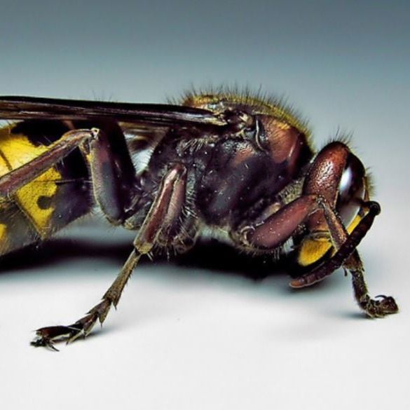 Se emiten advertencias tras descubrirse un avispón de patas amarillas en Savannah. El primero visto en EE.UU.