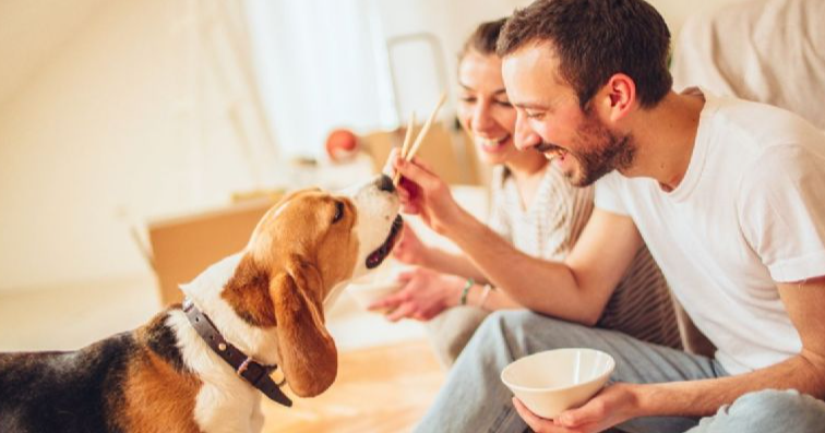 ¿Los perros nos quieren por la comida? Mira lo que dice este llamativo estudio