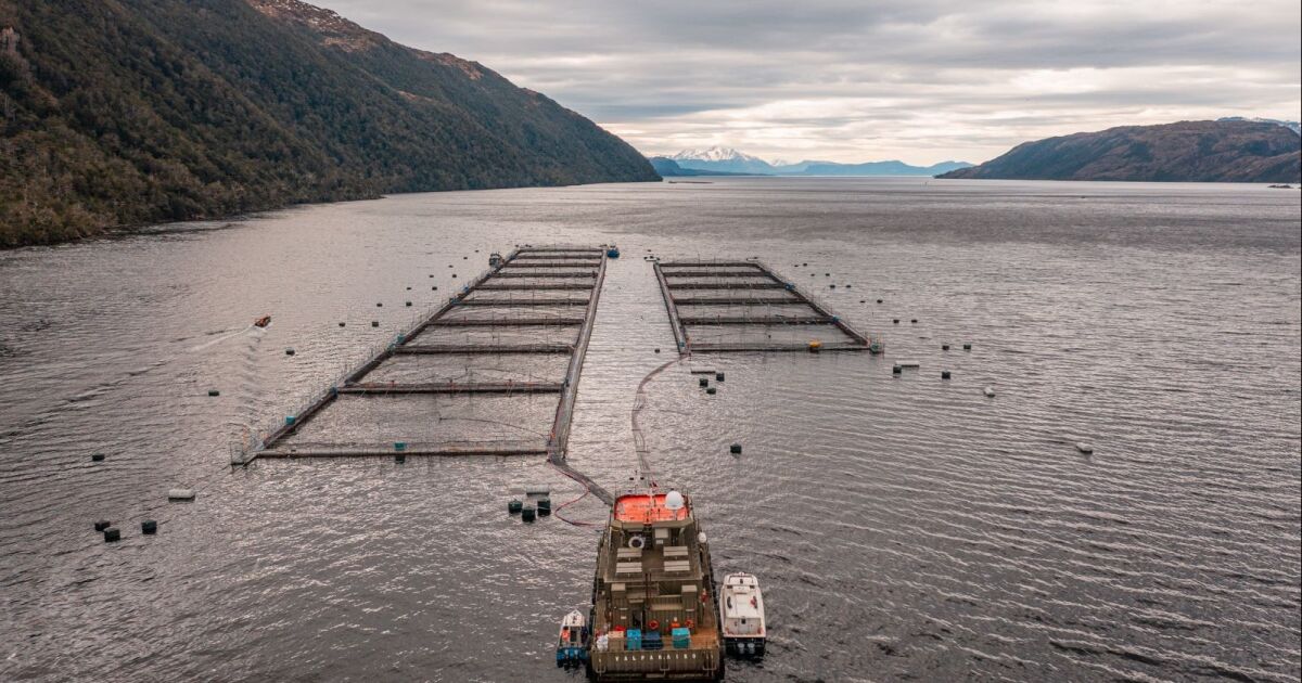 Chile fortalece relaciones bilaterales comerciales de largo plazo con Rusia en VIII Foro Mundial de Pesca