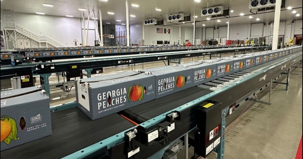 Duraznos cultivados en Georgia se exportan a México por primera vez en casi tres décadas