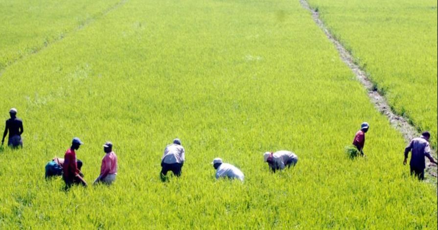EE. UU. advirtió a RD que no apoya renegociar aranceles del arroz en el marco del DR-Cafta