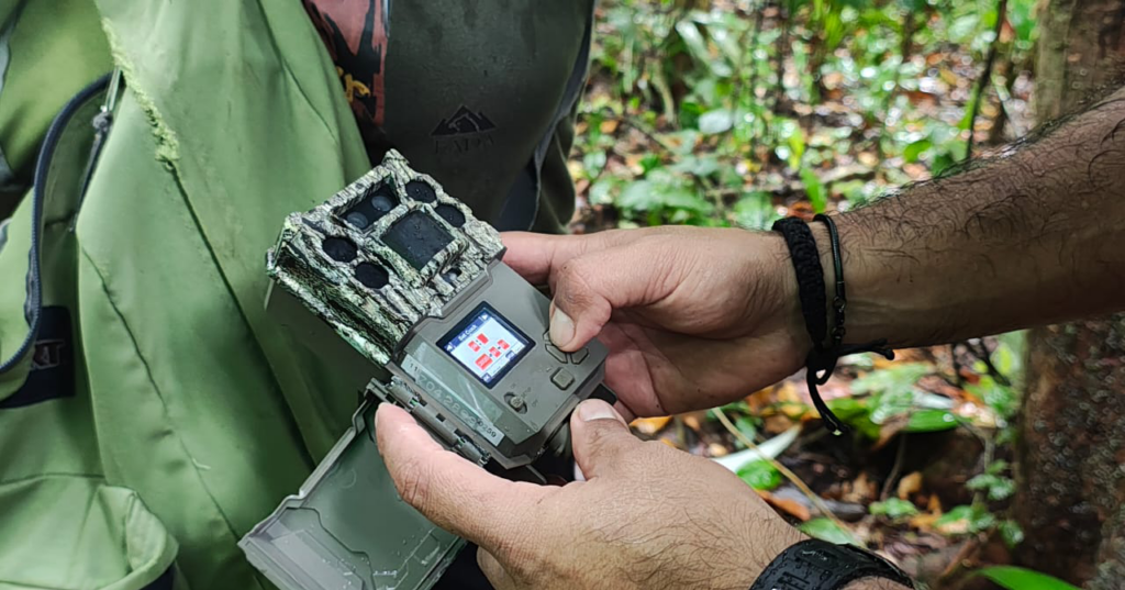 Cámaras trampa revelan la riqueza de fauna en bosque protegido por la industria bananera de Costa Rica