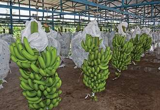 Mayor presencia de productos orgánicos de la República Dominicana en el mercado internacional: Ministro Agricultura