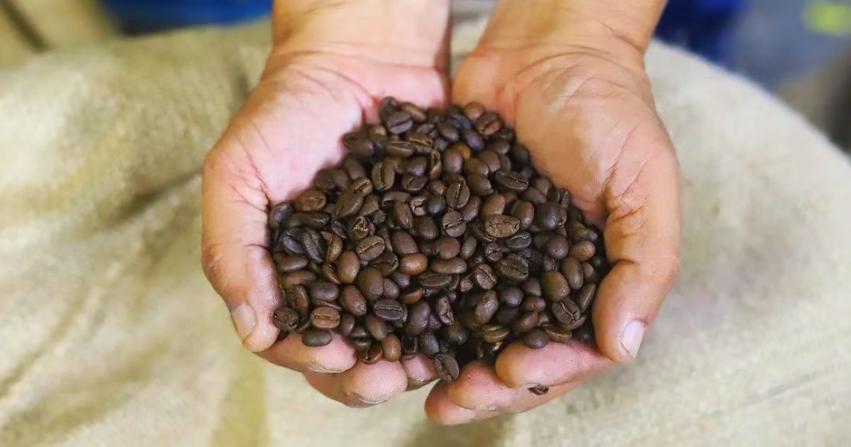 Panamá será sede del World of Coffee en 2026