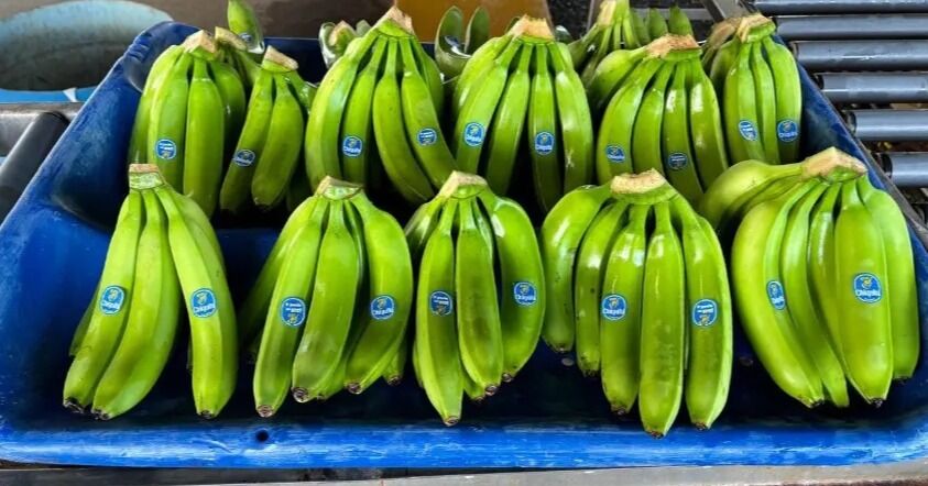 Chiquita Panamá inicia la primera cosecha de banano de 2026