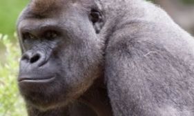 Detectan contagio de Covid-19 en gorilas del zoológico de Atlanta