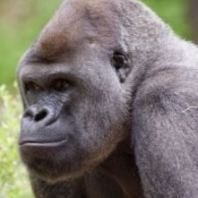 Detectan contagio de Covid-19 en gorilas del zoológico de Atlanta