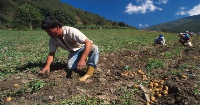Producción agrícola en Trujillo reportó crecimiento durante el comienzo del 2026