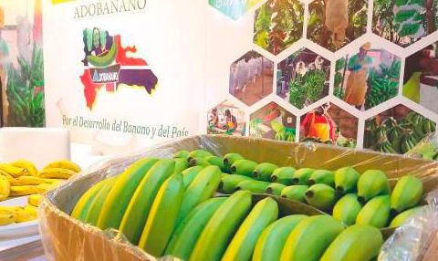 Exportaciones de banano dominicano podrían caer cerca de un 15% en los próximos días