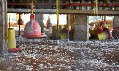 Avicultores afectados por la influenza aviar esperan por ayuda prometida