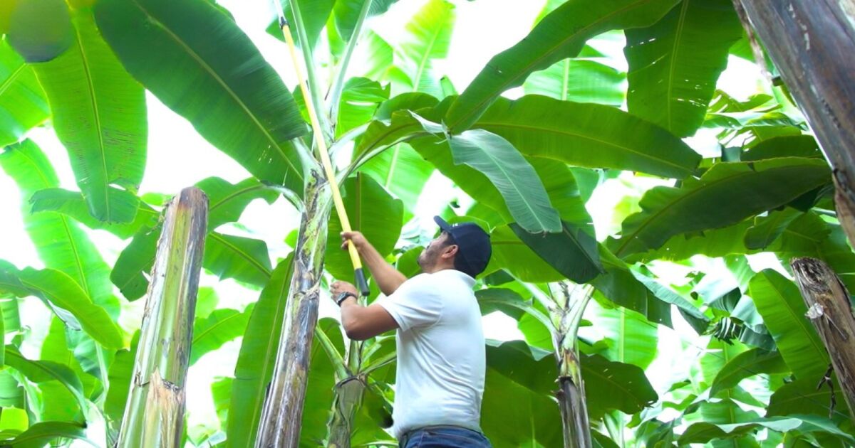 Innovación biológica y sostenibilidad marcan el futuro del agro en América Latina
